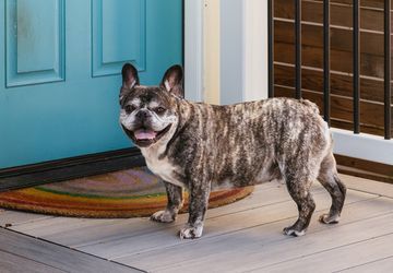Image for story: RUFFined Spotlight: Moose the French Bulldog
