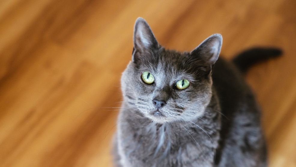 Image for story: RUFFined Spotlight: Butch the fierce Domestic Shorthair 