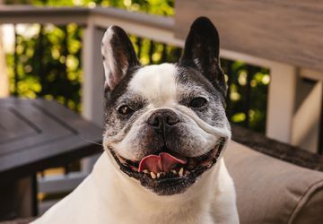 Image for story: RUFFined Spotlight: Quincy the French Bulldog 
