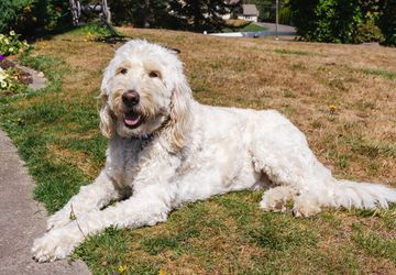 Image for story: RUFFined Spotlight: Tuffy the Goldendoodle